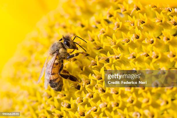 close-up of bee pollinating sunflower, tuscany, italy - bijen stockfoto's en -beelden