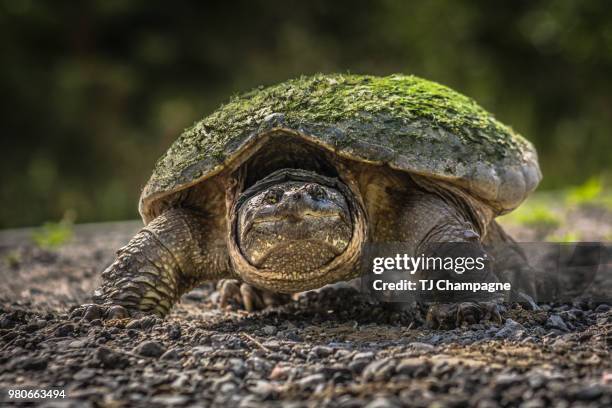 snapping turtle - campbellford ontario canada - snapping turtle foto e immagini stock