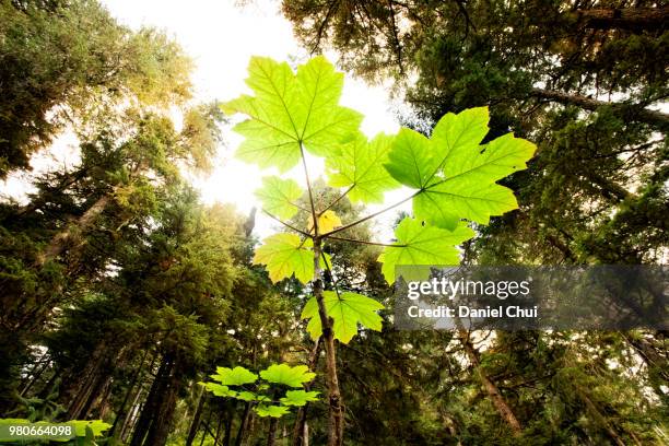 humboldt redwoods state park, california - humboldt redwoods state park 個照片及圖片檔