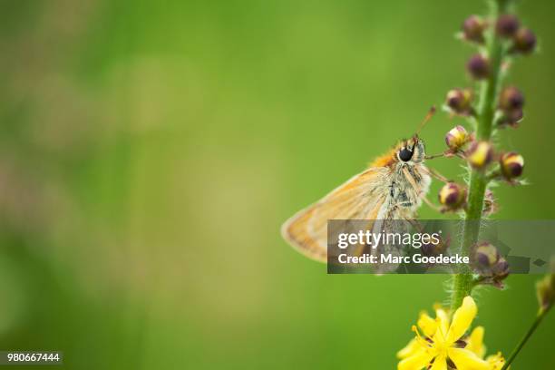 small skipper (thymelicus sylvestris) butterfly perching - hesperiidae stock pictures, royalty-free photos & images