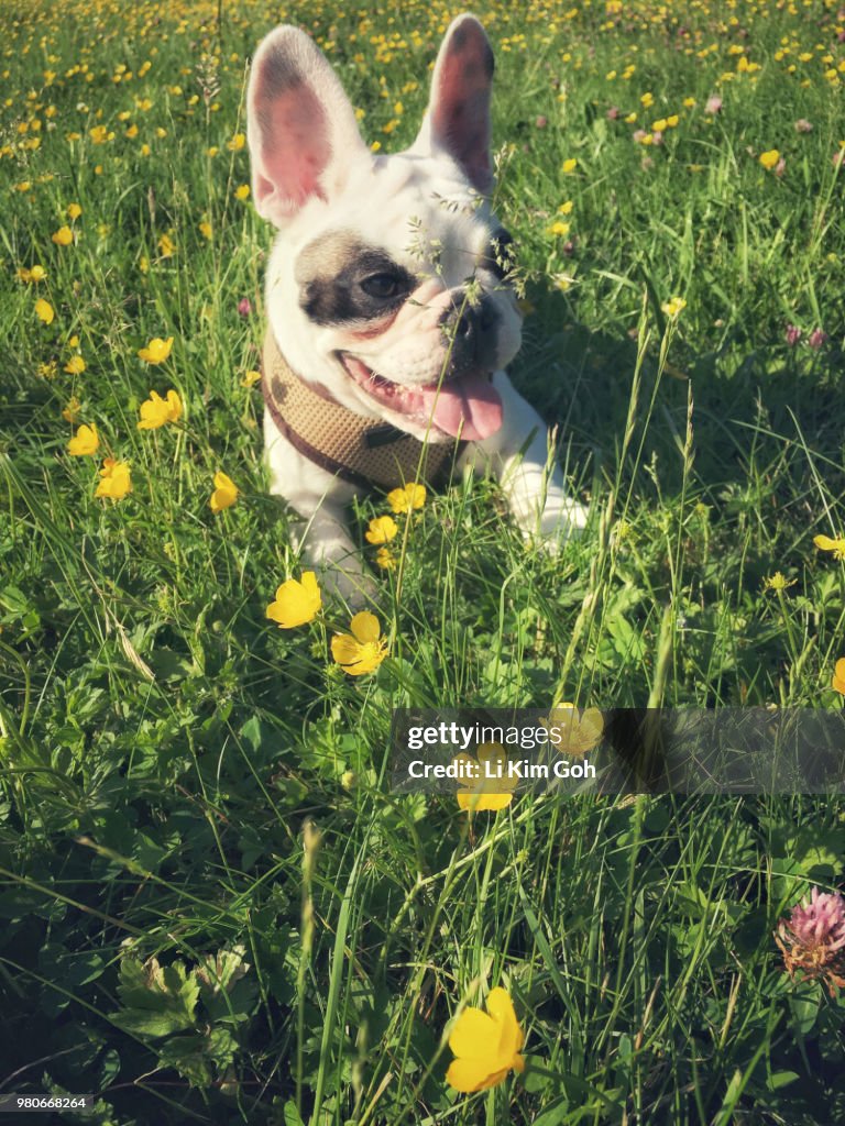 Cute French Bulldog puppy lying on green field with buttercups, England