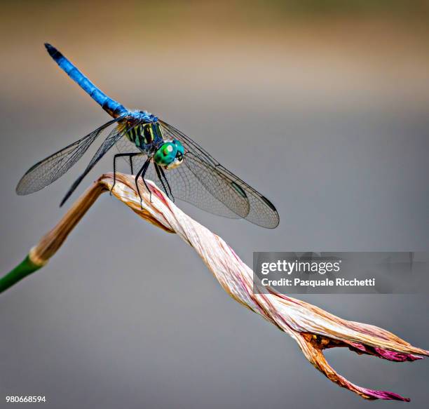 blue dasher (pachydiplax longipennis) dragonfly perching - libellulidae stock pictures, royalty-free photos & images