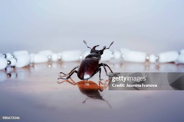 lucanus cervus - abadejo imagens e fotografias de stock