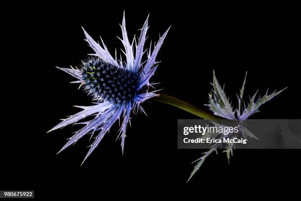 purple thistle flower - erica flower stock pictures, royalty-free photos & images