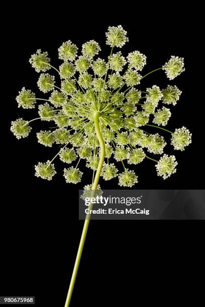 white flower - erica flower stock pictures, royalty-free photos & images