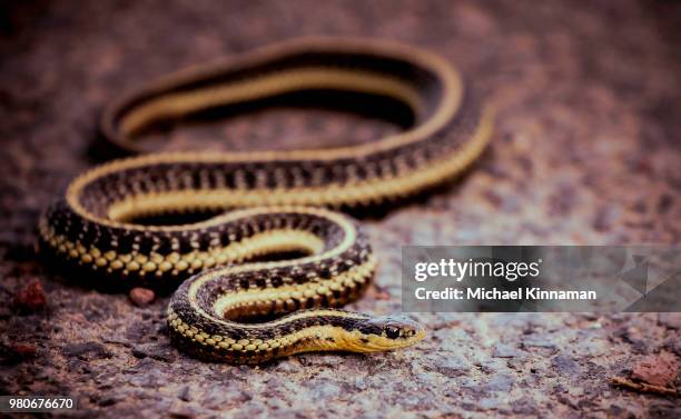 'ol sneaky snake - garter snake fotografías e imágenes de stock