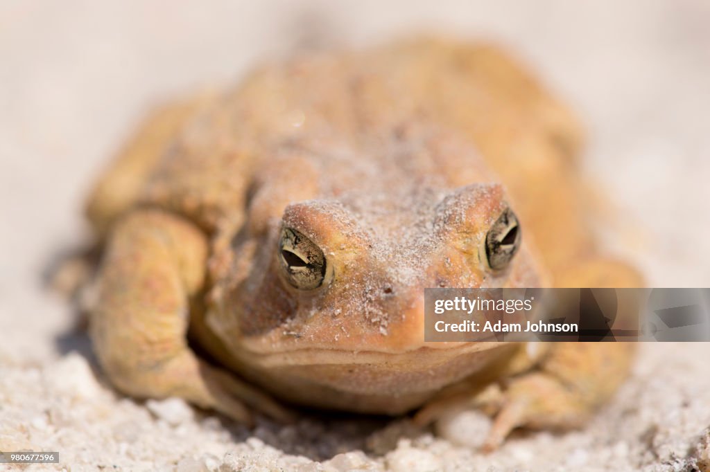 Toad in sand