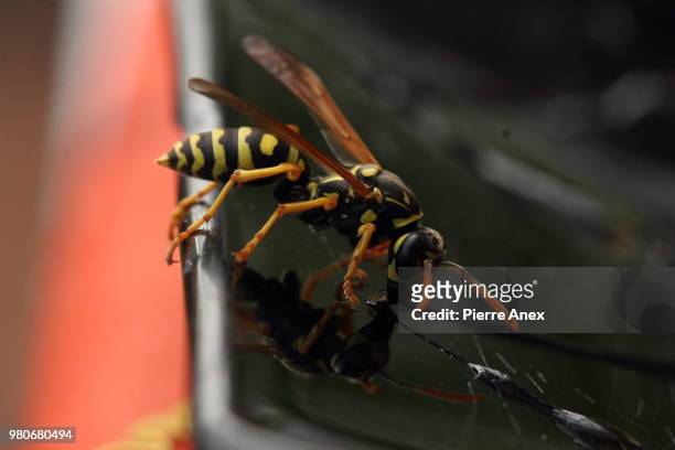 wasp on black... - paper wasp 個照片及圖片檔