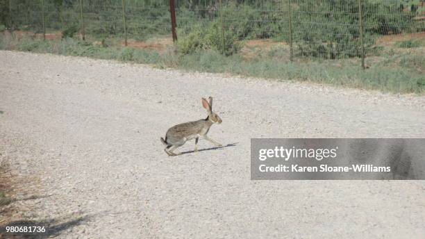 jack rabbit - jack rabbit stock pictures, royalty-free photos & images