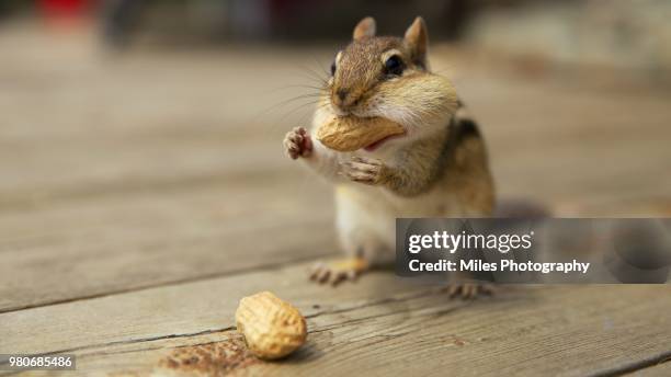 chipmunk eating peanuts - シマリス ��ストックフォトと画像