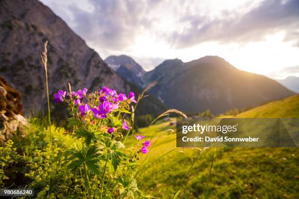 wildflowers on meadow near mountains in lechtal alps, austria - lechtal alps stockfoto's en -beelden