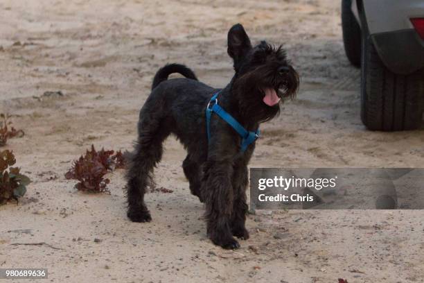 Leery Example 113 Leery Stock Photos, High-Res Pictures, and Images - Getty Images