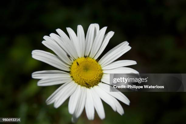 fleur 4 - immortelle fleur stock pictures, royalty-free photos & images