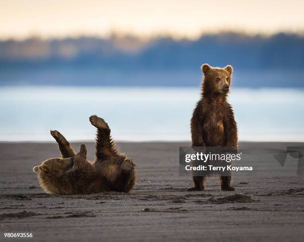 cubs will be cubs - bear cub fotografías e imágenes de stock