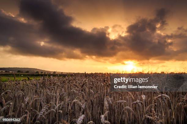 field of wheat (triticum spp.) at sunset - spp stock pictures, royalty-free photos & images