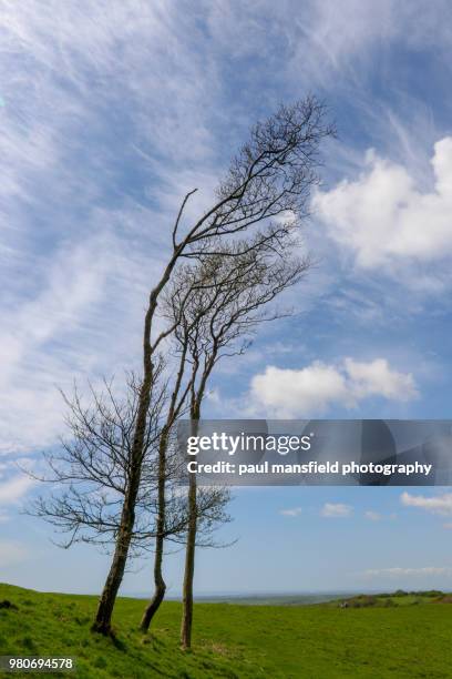 chanctonbury ring - south downs national park stock pictures, royalty-free photos & images