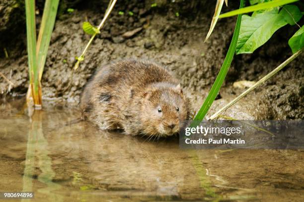 water vole (arvicola amphibius) - arvicola stock pictures, royalty-free photos & images