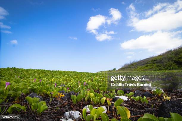 landscape with green leaves and purple flowers, kona, hawaii, usa - kona coast stock pictures, royalty-free photos & images