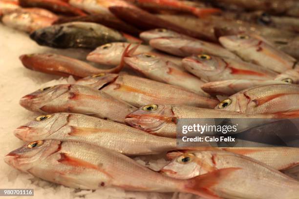 peixes frescos - peixes stock pictures, royalty-free photos & images