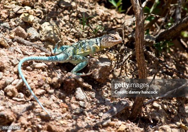 side view of collared lizard - lagarto de collar fotografías e imágenes de stock