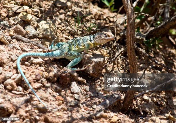 side view of collared lizard - crotaphytidae stock pictures, royalty-free photos & images