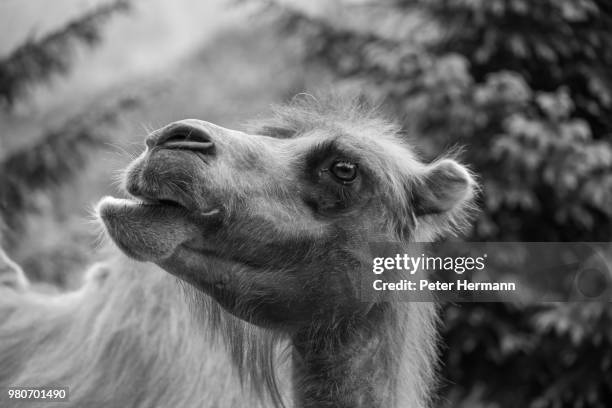 camel - corcunda imagens e fotografias de stock