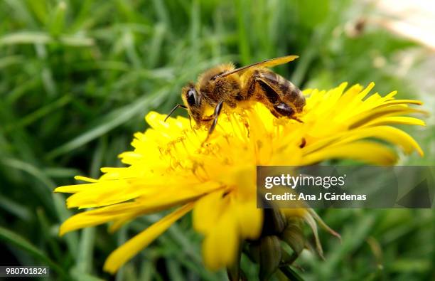 abeja y flor - abeja stock pictures, royalty-free photos & images