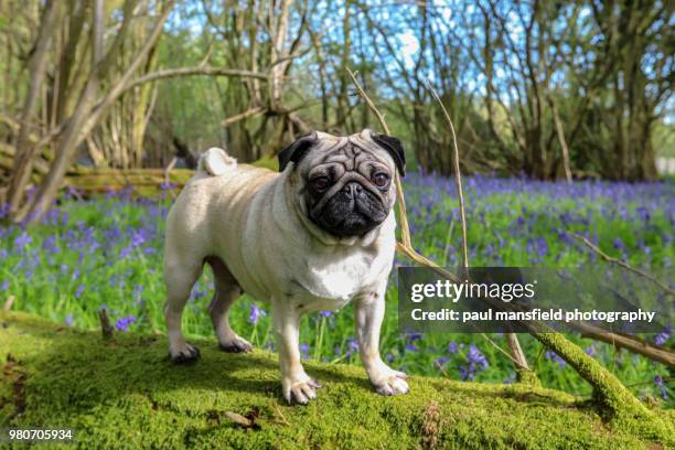 pug in bluebell woods - ブルーベルウッド ストックフォトと画像