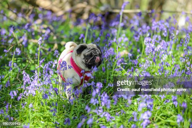 pug in bluebell woods - paul wood stock pictures, royalty-free photos & images