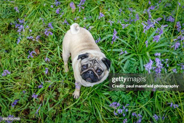 pug in bluebell woods - ブルーベルウッド ストックフォトと画像