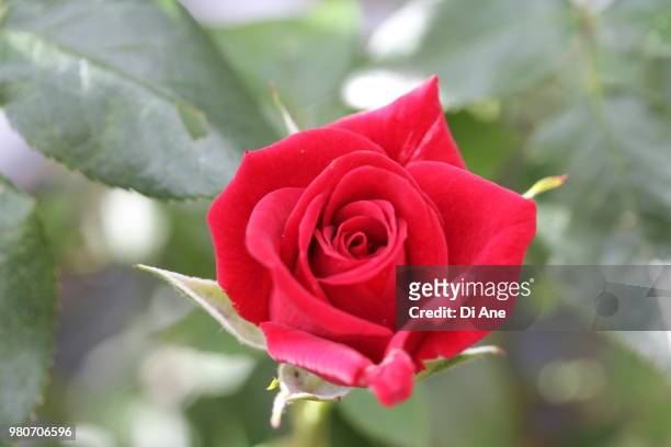 single red rose - ane stockfoto's en -beelden