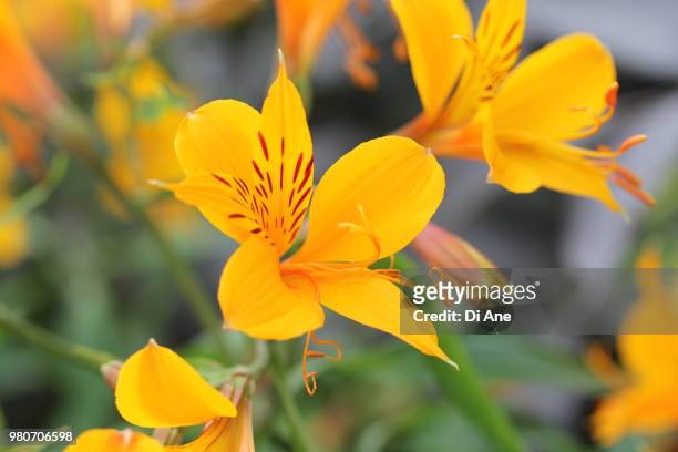 tiger lily - ane stockfoto's en -beelden