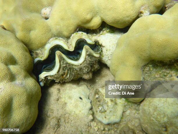 egyptian clam - ane stockfoto's en -beelden