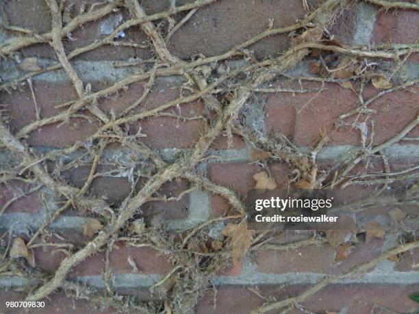 old roots against a wall - ball python stock pictures, royalty-free photos & images