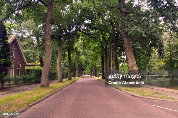 road in dutch suburb, wageningen, gelderland, netherlands - treelined stock pictures, royalty-free photos & images