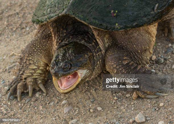 angry snapper - snapping turtle stock pictures, royalty-free photos & images