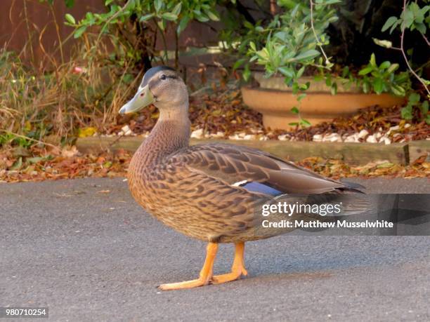 Tim Duck 131 Tame Duck Stock Photos, High-Res Pictures, and Images - Getty Images
