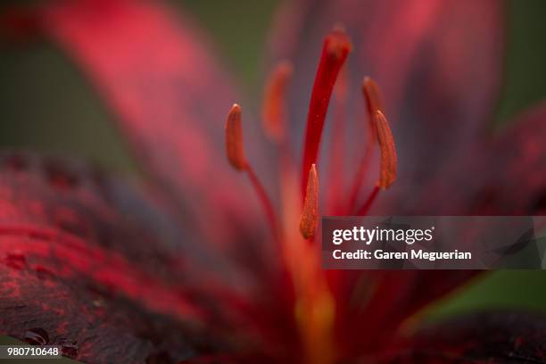 the flame in my heart - asiatic lily stock pictures, royalty-free photos & images
