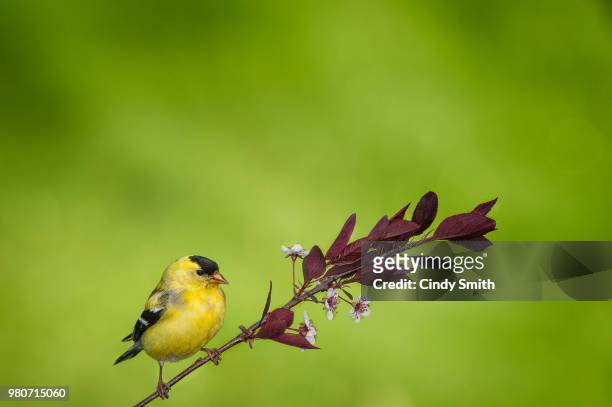 male goldfinch on perch - yellow perch - fotografias e filmes do acervo