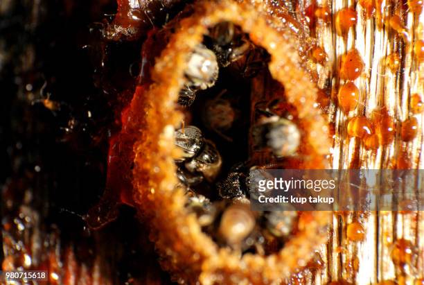 the termite fly - rieten mat stockfoto's en -beelden