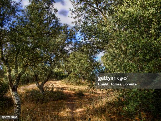 la luz del camino - llorente fotografías e imágenes de stock