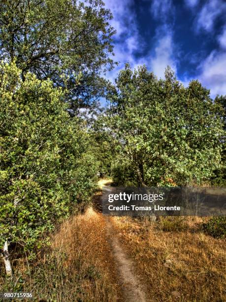 la luz del camino ii - llorente stock pictures, royalty-free photos & images