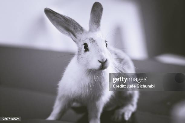 pet rabbit - arctic hare stock-fotos und bilder