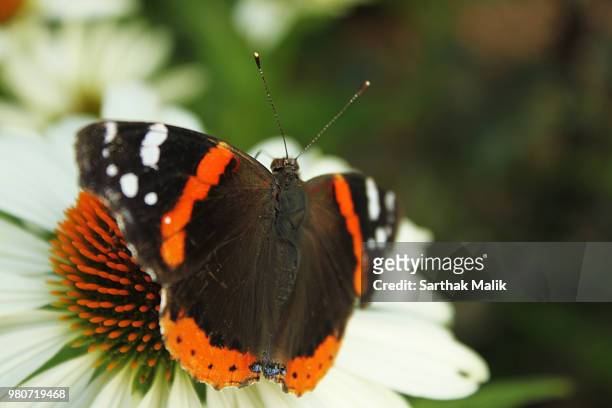 harmonious butterfly - mariposa numerada fotografías e imágenes de stock