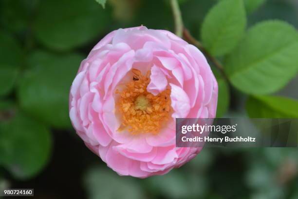 New Life High-Res Stock Photo