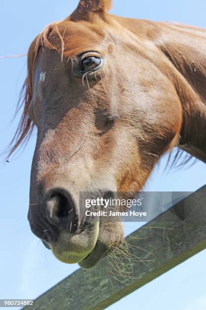 get my good side - james hoye stockfoto's en -beelden