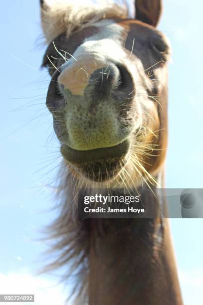 horses are taller than i recall... - james hoye stockfoto's en -beelden