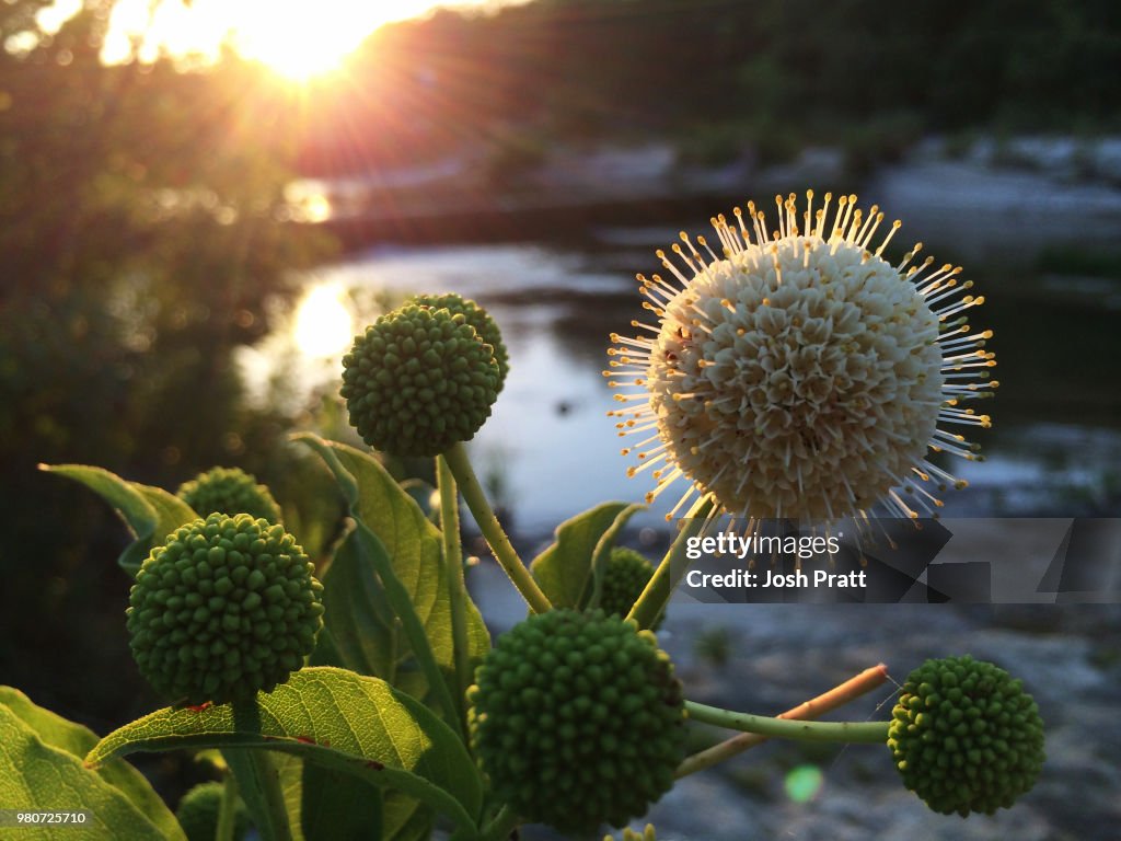 Close up of Buttonbush (Cephalanthus occidentalis), Texas, USA