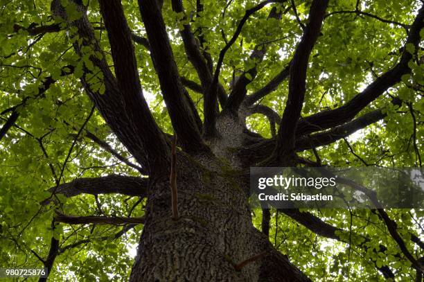 Octopus In Tree Tree Octopus Photos and Premium High Res Pictures - Getty Images
