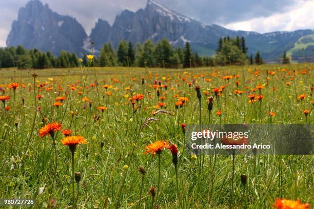 val gardena - arico stock pictures, royalty-free photos & images